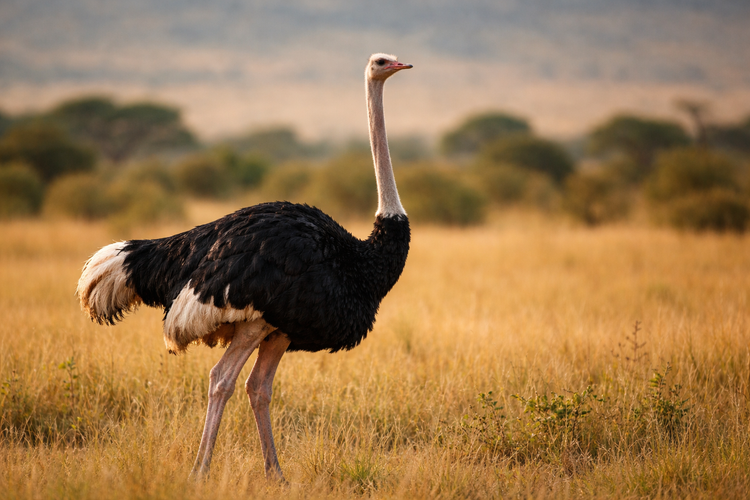 Ostrich
